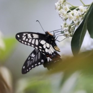 Papilio anactus at Cook, ACT - 1 Dec 2020