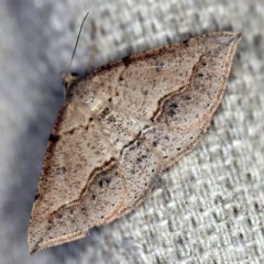 Taxeotis stereospila (Oval-spot Taxeotis (Oenochrominae) at O'Connor, ACT - 25 Nov 2020 by ibaird