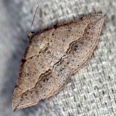 Taxeotis stereospila (Oval-spot Taxeotis (Oenochrominae)) at O'Connor, ACT - 25 Nov 2020 by ibaird