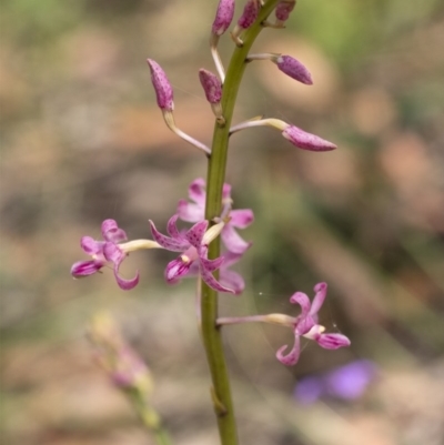 Dipodium roseum (Rosy Hyacinth Orchid) at Penrose, NSW - 2 Dec 2020 by Aussiegall