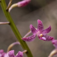 Dipodium roseum at Penrose, NSW - suppressed