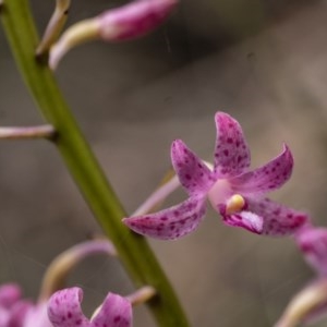 Dipodium roseum at Penrose, NSW - suppressed