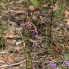 Dipodium roseum at Penrose, NSW - suppressed