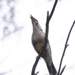 Anthochaera carunculata (Red Wattlebird) at Penrose - 24 Nov 2020 by Aussiegall