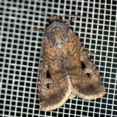 Agrotis infusa (Bogong Moth, Common Cutworm) at O'Connor, ACT - 2 Dec 2020 by ibaird