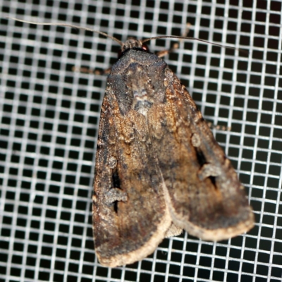 Agrotis infusa (Bogong Moth, Common Cutworm) at O'Connor, ACT - 2 Dec 2020 by ibaird