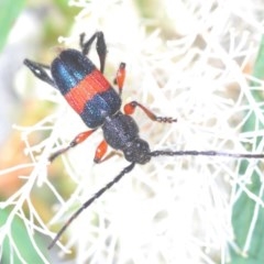 Obrida fascialis (One banded longicorn) at Mount Jerrabomberra - 29 Nov 2020 by Harrisi