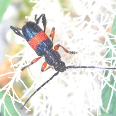 Obrida fascialis (One banded longicorn) at Mount Jerrabomberra - 29 Nov 2020 by Harrisi