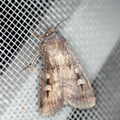 Agrotis infusa (Bogong Moth, Common Cutworm) at O'Connor, ACT - 2 Dec 2020 by ibaird