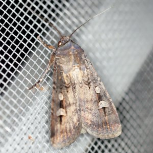 Agrotis infusa at O'Connor, ACT - 2 Dec 2020