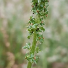 Acaena echinata (Sheeps Burr) at Cook, ACT - 29 Nov 2020 by drakes