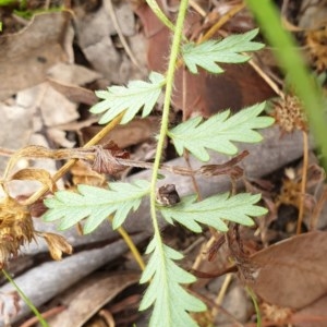 Acaena echinata at Cook, ACT - 30 Nov 2020