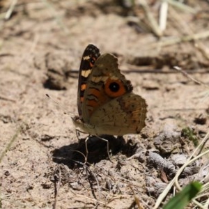 Junonia villida at Isabella Plains, ACT - 2 Dec 2020