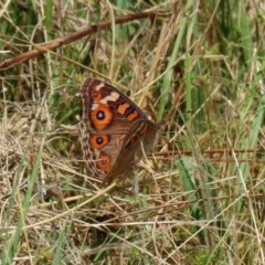 Junonia villida at Isabella Plains, ACT - 2 Dec 2020