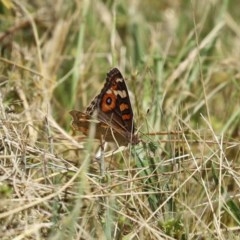 Junonia villida at Isabella Plains, ACT - 2 Dec 2020 12:01 PM