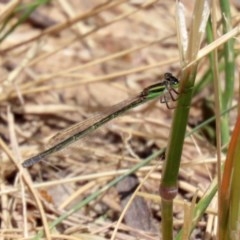 Ischnura aurora (Aurora Bluetail) at Upper Stranger Pond - 2 Dec 2020 by RodDeb