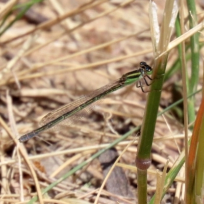 Ischnura aurora (Aurora Bluetail) at Bonython, ACT - 2 Dec 2020 by RodDeb