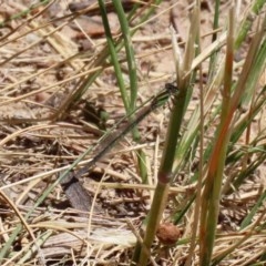 Ischnura aurora at Bonython, ACT - 2 Dec 2020