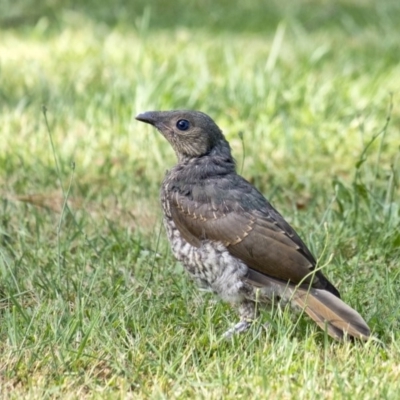 Ptilonorhynchus violaceus (Satin Bowerbird) at Penrose, NSW - 18 Nov 2020 by Aussiegall