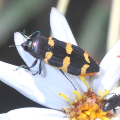 Castiarina interstitialis (A jewel beetle) at Brindabella, NSW - 29 Nov 2020 by Harrisi