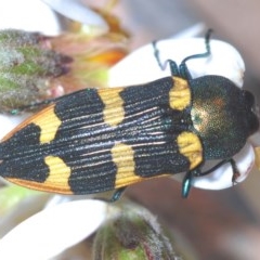 Castiarina interstitialis at Brindabella, NSW - 29 Nov 2020