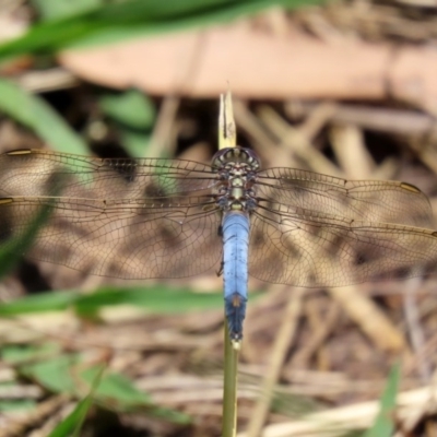 Orthetrum caledonicum (Blue Skimmer) at Upper Stranger Pond - 2 Dec 2020 by RodDeb