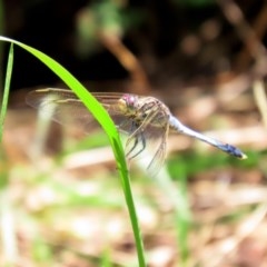 Orthetrum caledonicum at Bonython, ACT - 2 Dec 2020 12:31 PM