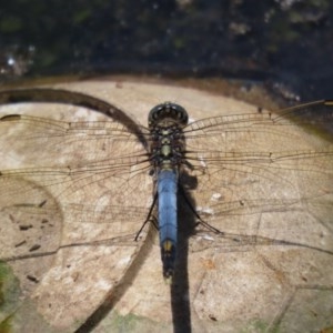 Orthetrum caledonicum at Bonython, ACT - 2 Dec 2020 12:31 PM