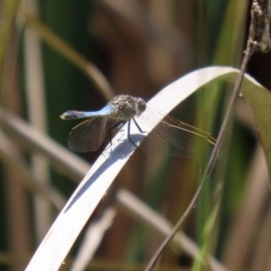 Orthetrum caledonicum at Bonython, ACT - 2 Dec 2020 12:31 PM