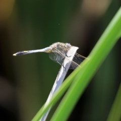 Orthetrum caledonicum at Bonython, ACT - 2 Dec 2020 12:31 PM