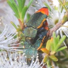 Castiarina kerremansi (A jewel beetle) at Jerrabomberra, NSW - 30 Nov 2020 by Harrisi