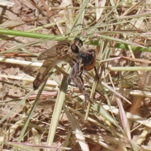 Bathypogon sp. (genus) at Bonython, ACT - 2 Dec 2020 12:58 PM