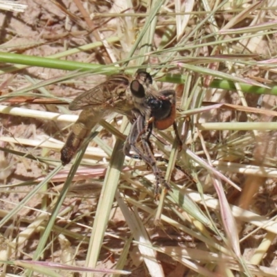 Bathypogon sp. (genus) (A robber fly) at Bonython, ACT - 2 Dec 2020 by RodDeb