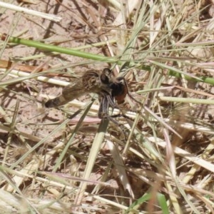 Bathypogon sp. (genus) at Bonython, ACT - 2 Dec 2020 12:58 PM