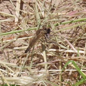 Bathypogon sp. (genus) at Bonython, ACT - 2 Dec 2020 12:58 PM