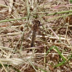 Bathypogon sp. (genus) at Bonython, ACT - 2 Dec 2020