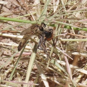 Bathypogon sp. (genus) at Bonython, ACT - 2 Dec 2020 12:58 PM