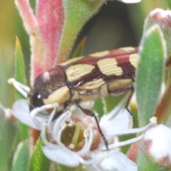 Castiarina decemmaculata (Ten-spot Jewel Beetle) at Gossan Hill - 30 Nov 2020 by Harrisi