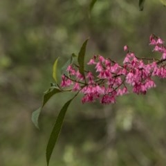 Elaeocarpus reticulatus (Blueberry Ash, Fairy Petticoats) at Wingecarribee Local Government Area - 2 Dec 2020 by Aussiegall