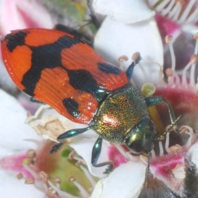 Castiarina delectabilis (A jewel beetle) at Tinderry, NSW - 29 Nov 2020 by Harrisi