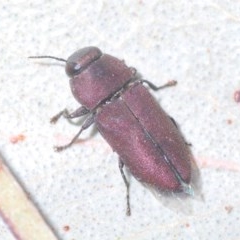 Anilara angusta (A jewel beetle) at Hughes, ACT - 30 Nov 2020 by Harrisi