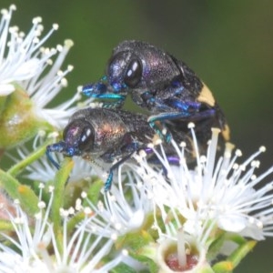 Castiarina vicina at Jerrabomberra, NSW - 30 Nov 2020