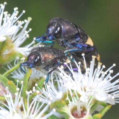 Castiarina vicina (Vicina jewel beetle) at QPRC LGA - 30 Nov 2020 by Harrisi
