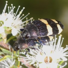 Castiarina vicina at Jerrabomberra, NSW - 30 Nov 2020