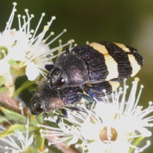 Castiarina vicina at Jerrabomberra, NSW - 30 Nov 2020