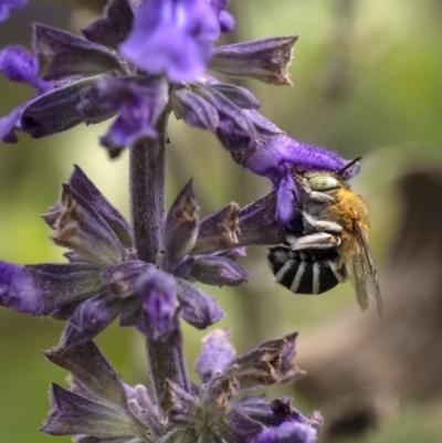 Amegilla (Notomegilla) chlorocyanea (Blue Banded Bee) at Penrose, NSW - 2 Dec 2020 by Aussiegall