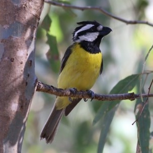 Falcunculus frontatus at Albury - 30 Nov 2020