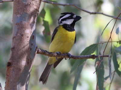 Falcunculus frontatus (Eastern Shrike-tit) at Albury - 29 Nov 2020 by KylieWaldon