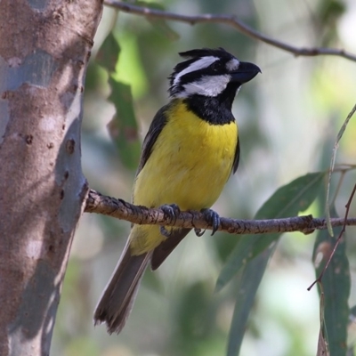 Falcunculus frontatus (Eastern Shrike-tit) at Wonga Wetlands - 29 Nov 2020 by KylieWaldon