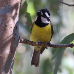 Falcunculus frontatus at Albury - 30 Nov 2020